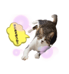 マルスFamily4 (Catバージョン)（個別スタンプ：1）