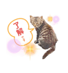 マルスFamily4 (Catバージョン)（個別スタンプ：3）