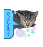 マルスFamily4 (Catバージョン)（個別スタンプ：4）