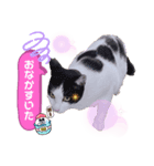 マルスFamily4 (Catバージョン)（個別スタンプ：6）