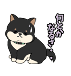 柴犬のりくん 文字入りスタンプ（個別スタンプ：13）