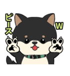 柴犬のりくん 文字入りスタンプ（個別スタンプ：16）