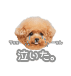 スーパーニートこてつ♀（個別スタンプ：12）
