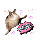 みけねこねこスタンプ2（個別スタンプ：3）