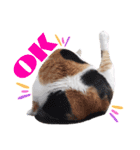 みけねこねこスタンプ2（個別スタンプ：5）