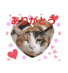 みけねこねこスタンプ2（個別スタンプ：7）