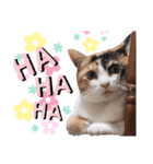 みけねこねこスタンプ2（個別スタンプ：8）