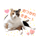 みけねこねこスタンプ2（個別スタンプ：10）