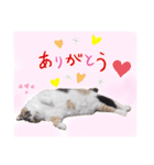 みけねこねこスタンプ2（個別スタンプ：11）