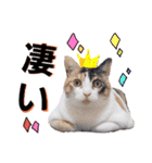 みけねこねこスタンプ2（個別スタンプ：12）