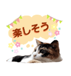 みけねこねこスタンプ2（個別スタンプ：13）