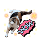 みけねこねこスタンプ2（個別スタンプ：16）