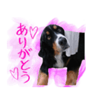 バーニーズマウンテンdogの毎日使えるStamp（個別スタンプ：1）