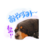 バーニーズマウンテンdogの毎日使えるStamp（個別スタンプ：4）