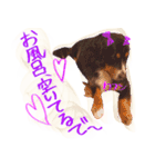 バーニーズマウンテンdogの毎日使えるStamp（個別スタンプ：5）