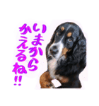 バーニーズマウンテンdogの毎日使えるStamp（個別スタンプ：15）