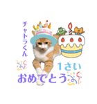 猫、人、風景、宝物（個別スタンプ：2）
