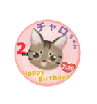 猫、人、風景、宝物（個別スタンプ：3）