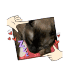 猫、人、風景、宝物（個別スタンプ：7）