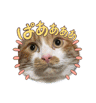 猫、人、風景、宝物（個別スタンプ：8）