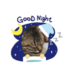 猫、人、風景、宝物（個別スタンプ：18）
