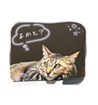 猫、人、風景、宝物（個別スタンプ：20）
