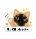 猫、人、風景、宝物（個別スタンプ：24）