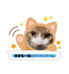 猫、人、風景、宝物（個別スタンプ：25）