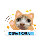 猫、人、風景、宝物（個別スタンプ：27）