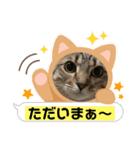 猫、人、風景、宝物（個別スタンプ：28）