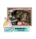 猫、人、風景、宝物（個別スタンプ：29）