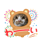 猫、人、風景、宝物（個別スタンプ：31）