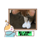 猫、人、風景、宝物（個別スタンプ：32）