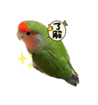 コザクラインコ ぐーちゃんvol.3（個別スタンプ：1）