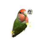 コザクラインコ ぐーちゃんvol.3（個別スタンプ：2）
