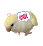 コザクラインコ ぐーちゃんvol.3（個別スタンプ：3）