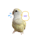 コザクラインコ ぐーちゃんvol.3（個別スタンプ：4）
