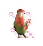 コザクラインコ ぐーちゃんvol.3（個別スタンプ：7）