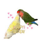 コザクラインコ ぐーちゃんvol.3（個別スタンプ：10）