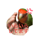 コザクラインコ ぐーちゃんvol.3（個別スタンプ：11）