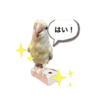 コザクラインコ ぐーちゃんvol.3（個別スタンプ：14）
