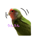 コザクラインコ ぐーちゃんvol.3（個別スタンプ：15）