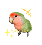 コザクラインコ ぐーちゃんvol.3（個別スタンプ：16）