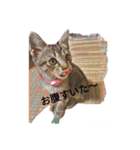 猫夢2（個別スタンプ：4）