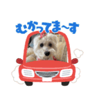 季節のcocoちゃん（個別スタンプ：7）