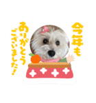 季節のcocoちゃん（個別スタンプ：8）