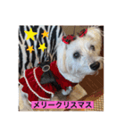 季節のcocoちゃん（個別スタンプ：11）