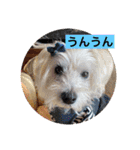 季節のcocoちゃん（個別スタンプ：17）
