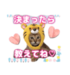 猫❤️デカ文字❤️ミケ❤️キジトラ❤️日常（個別スタンプ：13）