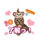 猫❤️デカ文字❤️ミケ❤️キジトラ❤️日常（個別スタンプ：14）